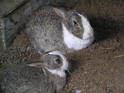 กระต่าย: การเพาะพันธุ์การเจริญเติบโตการให้อาหารการดูแล