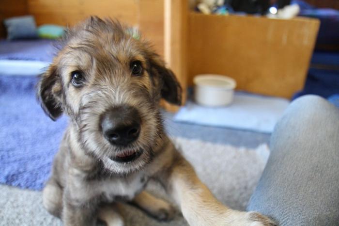 Dog wolfhound - รูปลักษณ์ที่น่ากลัวและความสงบสุข