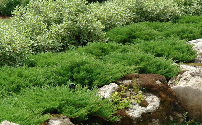 Juniperus horizontal Andorra compact: คำอธิบายการปลูกการดูแลคุณลักษณะ
