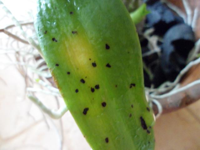 โรค Orchala Phalaenopsis
