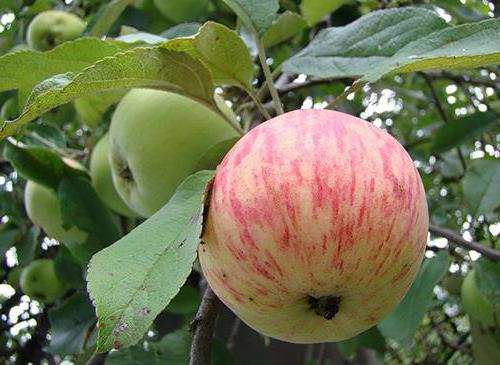 อบเชยอบเชย - แอปเปิ้ลของความหลากหลายของรัสเซียในตำนาน